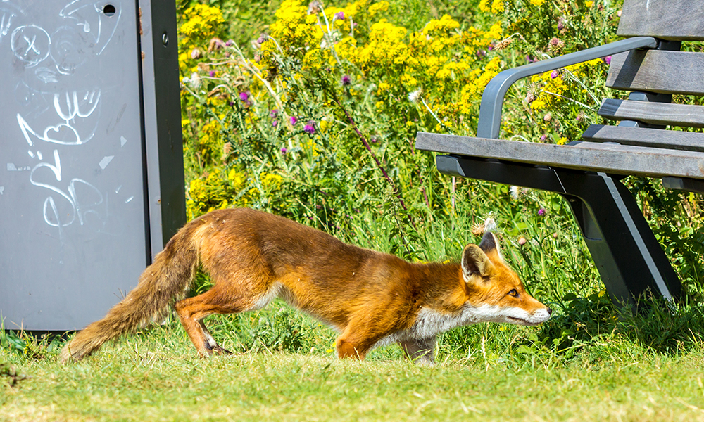 fox in bins in Surrey